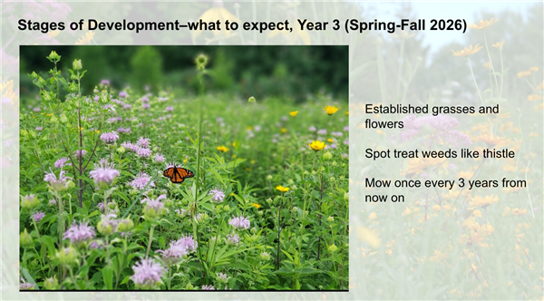 pollinator year 3